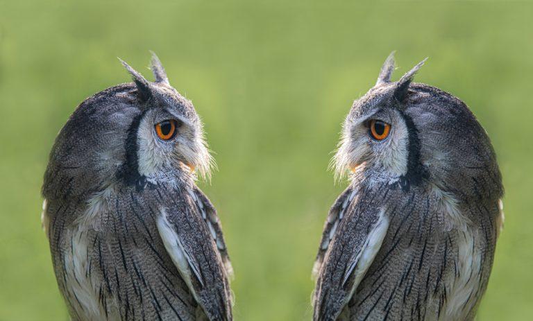 a,composite,image,of,a,white,faced,scops,owl,duplicated